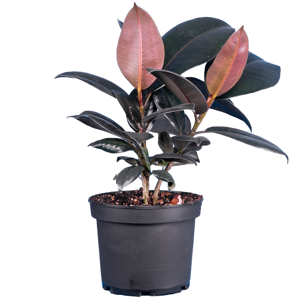 rubber tree black knight Ficus Elastica Burgundy | Rubber Tree | 6" Pot | Easy Care Houseplant