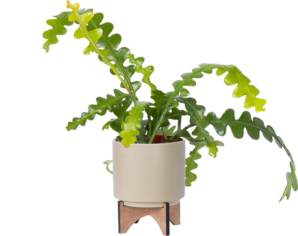 Selenicereus Anthonyanus | Ric Rac Fishbone Cactus | 4