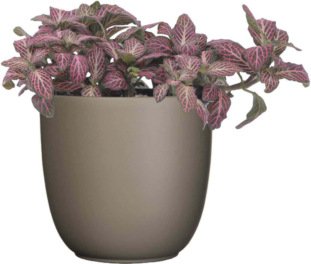 best pot for nerve plant Nerve Plant | Fittonia Albivenis | 4