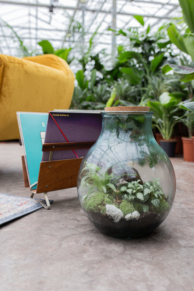 terrarium plant hema Boris the Terrarium