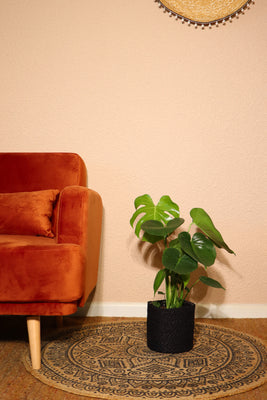 Monstera Deliciosa | 6" Pot | Swiss Cheese Plant | Easy Care Houseplant