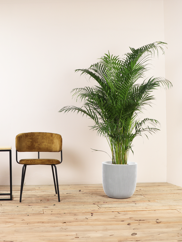 is areca palm good for bedroom Areca Palm | 10" Pot | Pet Friendly Houseplant