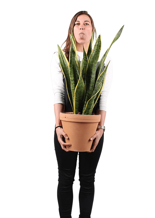 Sansevieria Moonshine | Snake Plant | 6" Pot | Easy Care Houseplant