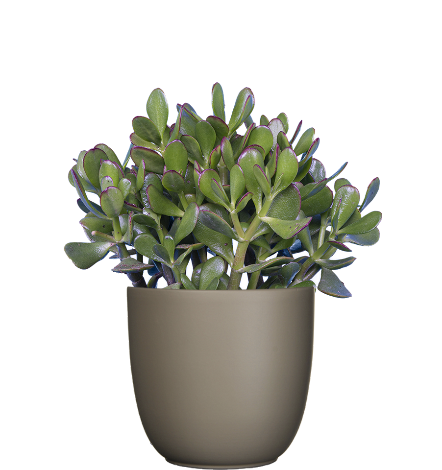 succulent house plants jade Crassula | Jade Plant | 6" Pot
