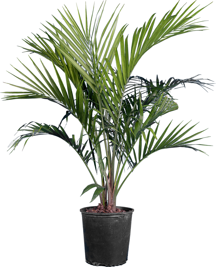 majesty palm plant safe for dogs Majesty Palm