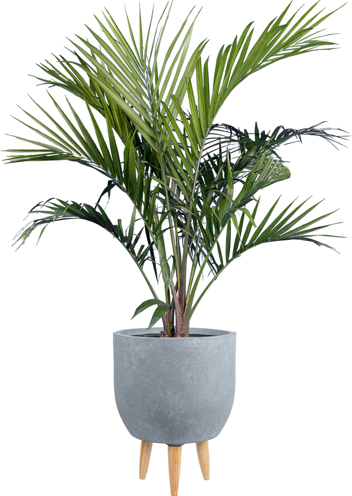 palm planter pots Majesty Palm | Ravaena Rivularis | 10" Pot | Pet Friendly Houseplant