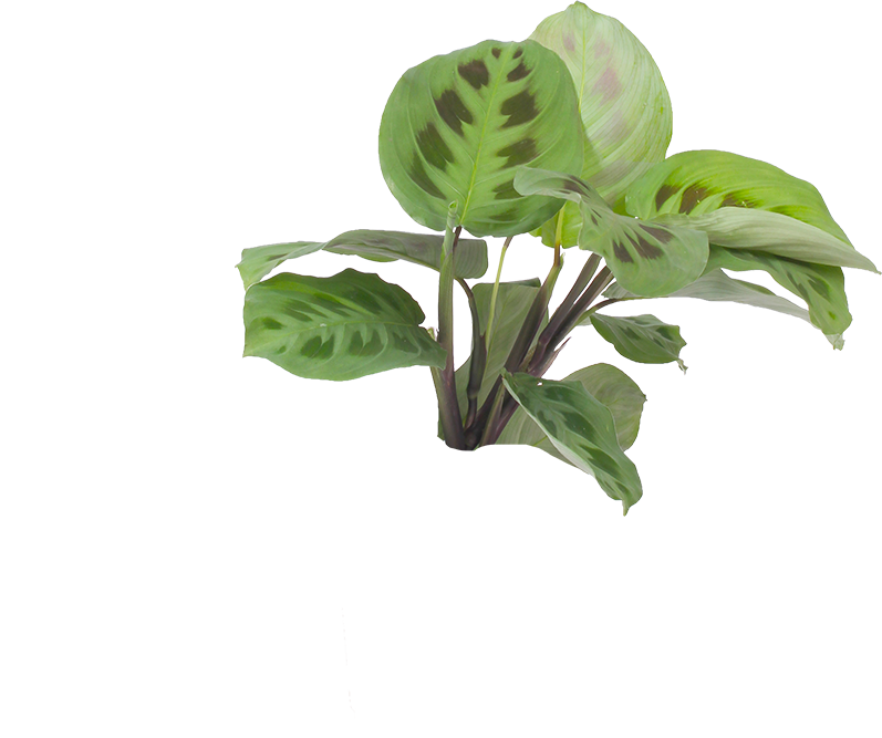 prayer plant kerchoveana Maranta Kerchoveana