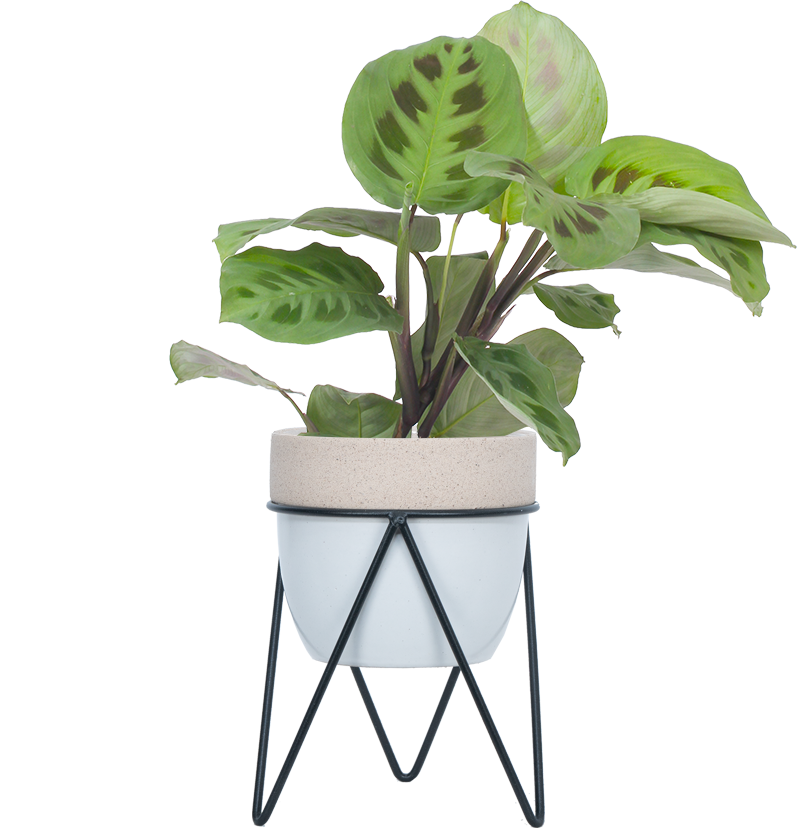 prayer plant kerchoveana Maranta Kerchoveana