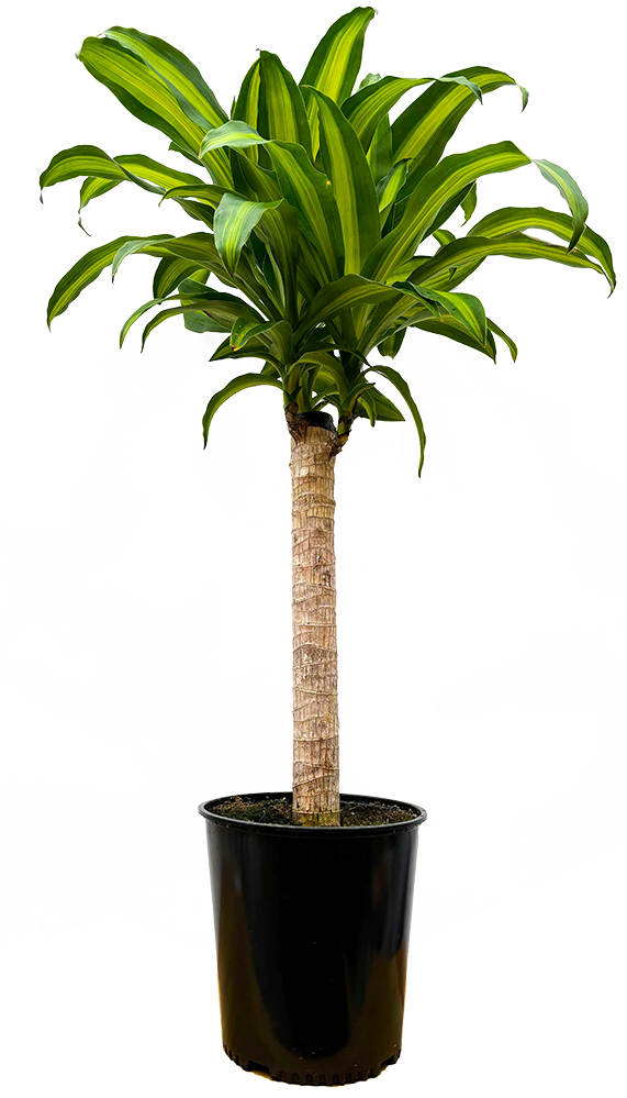 Dracaena Fragrans | Mass Cane | 10