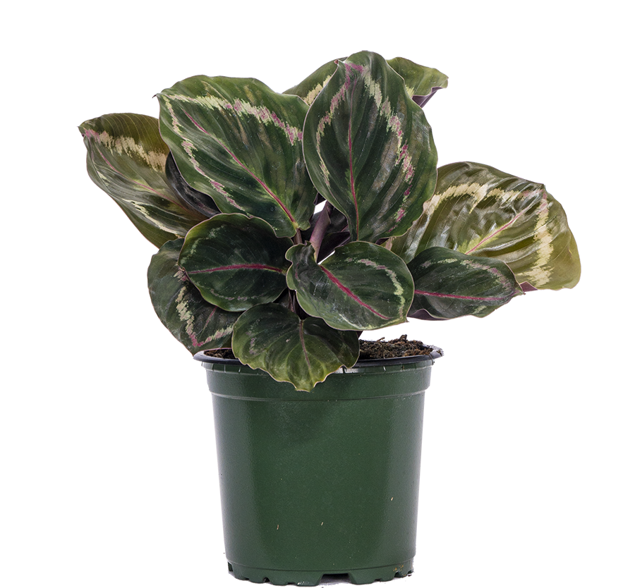 calathea julia Calathea Medallion (S)