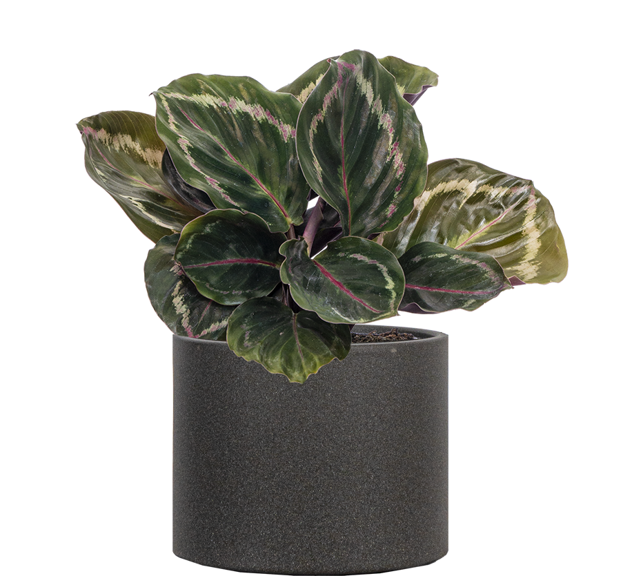 Calathea Medallion (S)