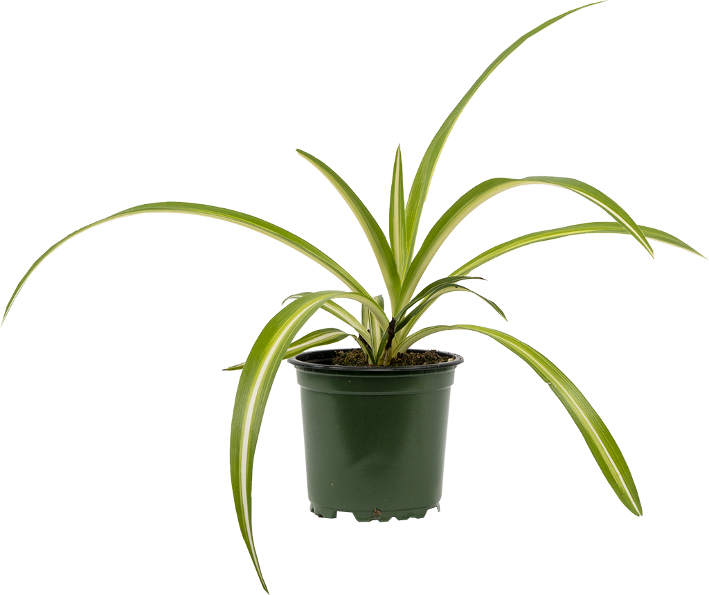 spider plant mini Spider Plant | Chlorophytum | 4" Pot