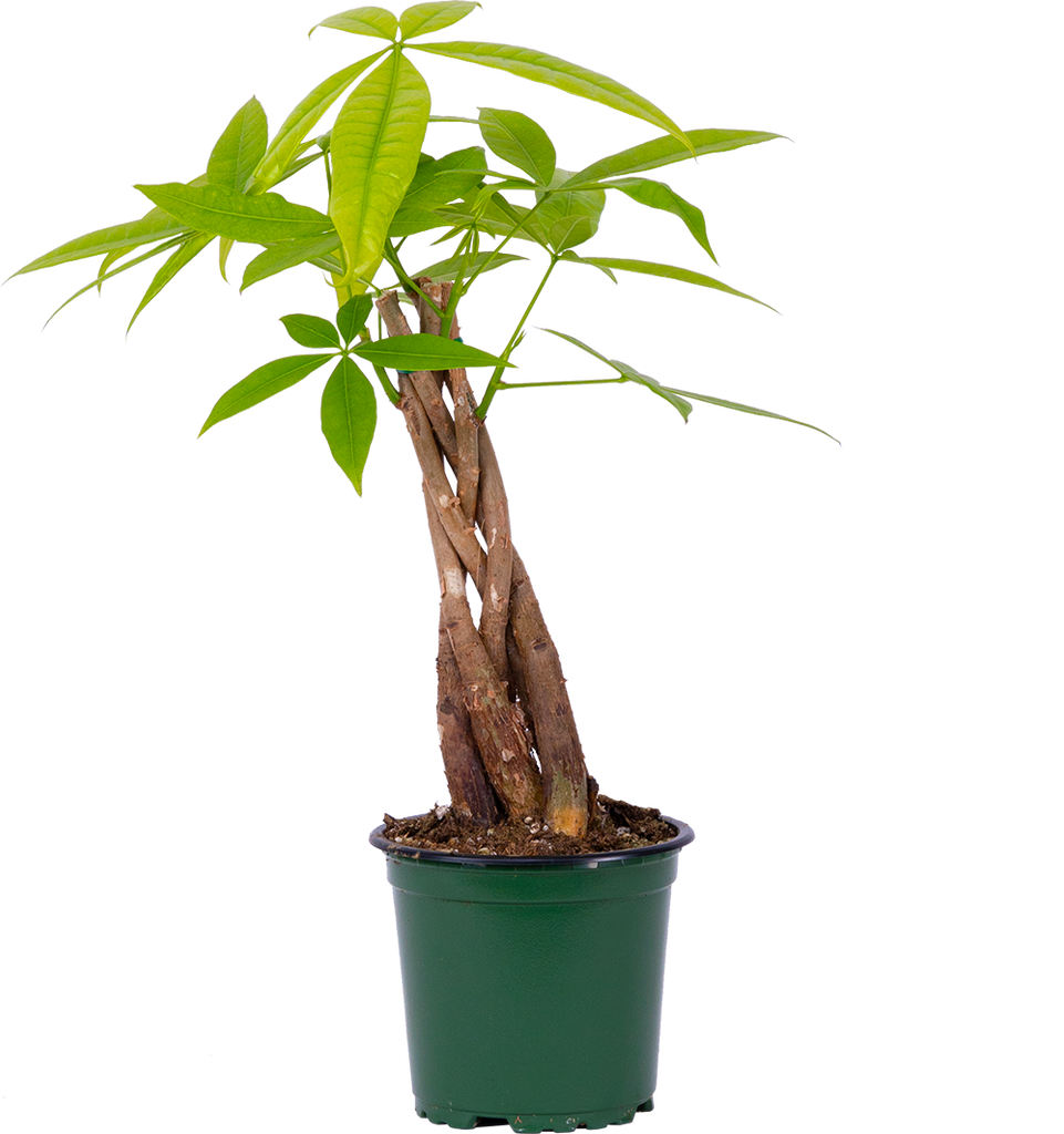 lifespan of money plant Pachira Aquatica