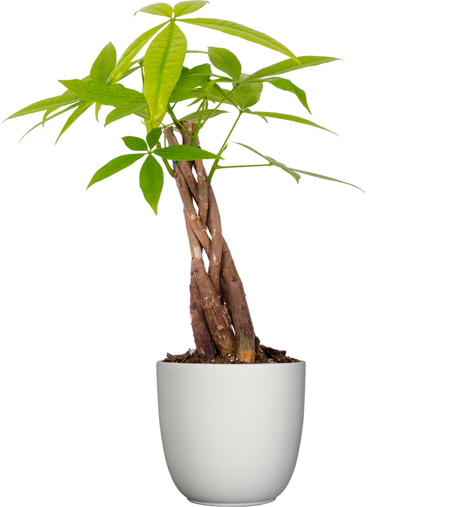 pachira money tree air purifier Pachira Aquatica | Money Tree | 11cm | Easy Care Houseplant