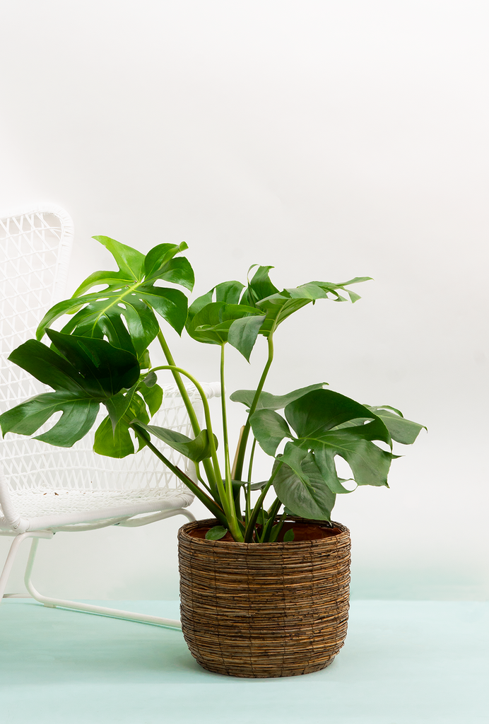 Monstera Deliciosa | Swiss Cheese | 10" Pot | Easy Care Houseplant |  Plantsome