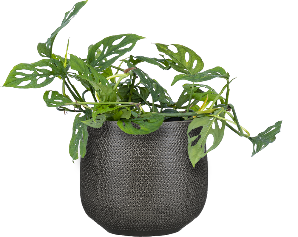 25 40cm monstera adansonii monkey mask 11cm pot house plant Monstera Adansonii | Monkey Mask Plant | 8" Pot | Easy Care Houseplant