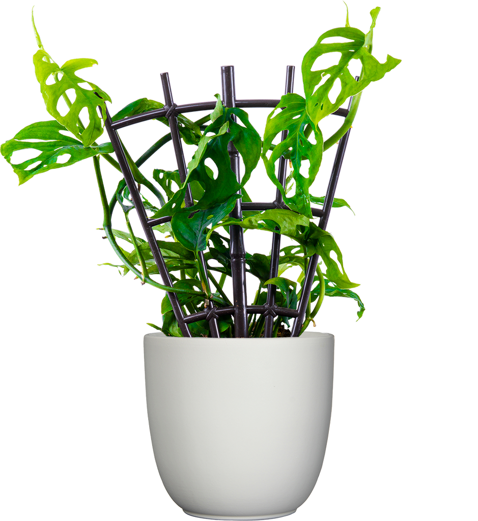 swiss cheese plant monkey mask Monstera Adansonii | Monkey Mask Swiss Cheese Plant | 6
