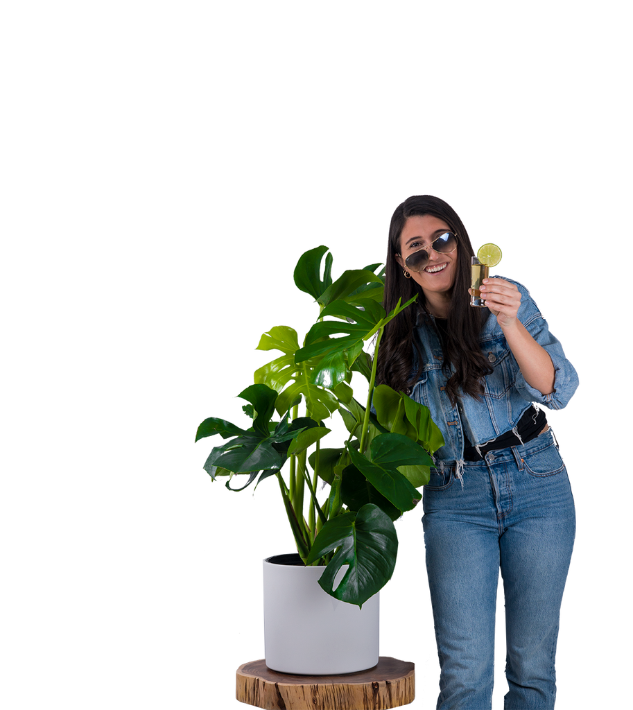 Monstera Deliciosa (S)