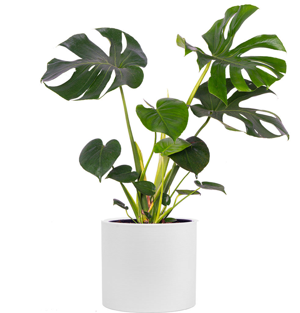 Monstera Deliciosa | Swiss Cheese | 10