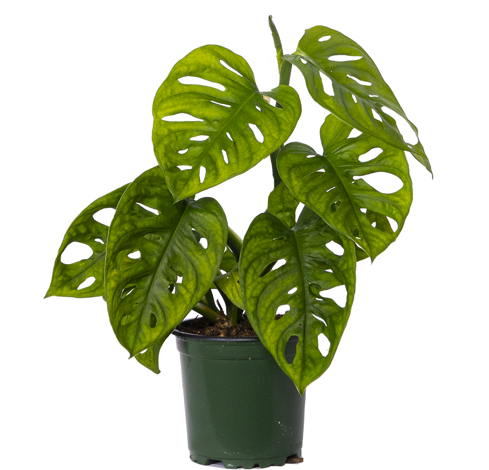 monstera monkey mask plant Monstera Adansonii