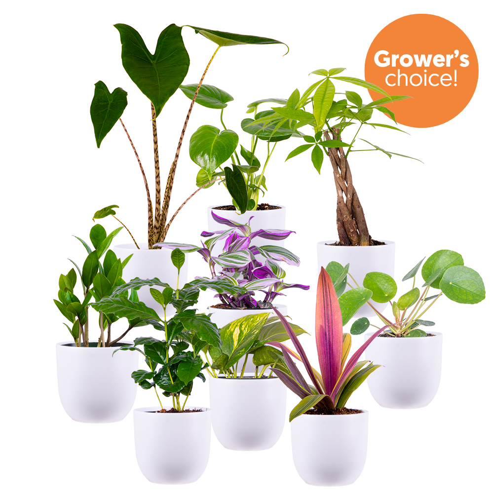 colorful plant pots indoor Mystery Bundle (White Pots) | Exclusive Bundle