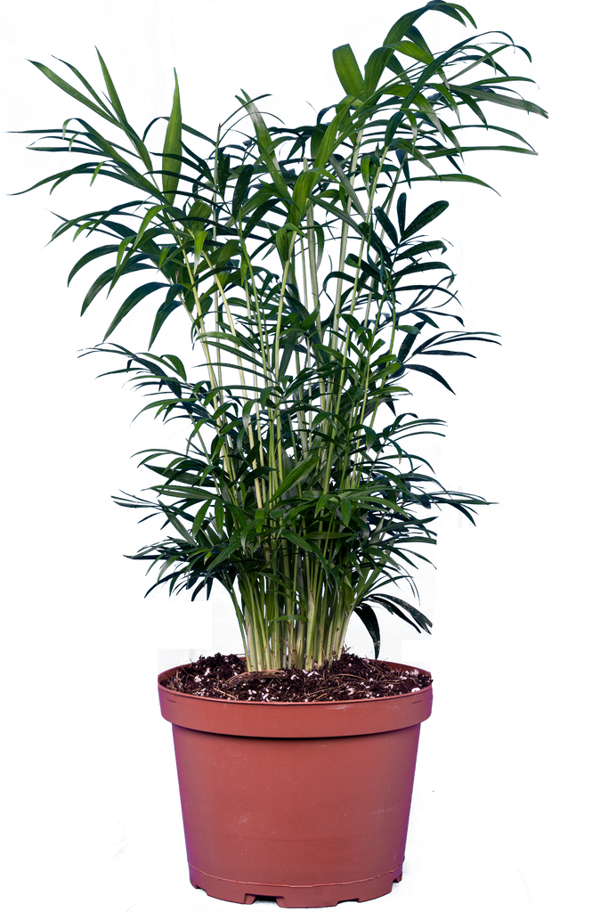 parlor palm houseplant Neanthebella | Parlour Palm | 6" Pot | Pet Friendly Houseplant