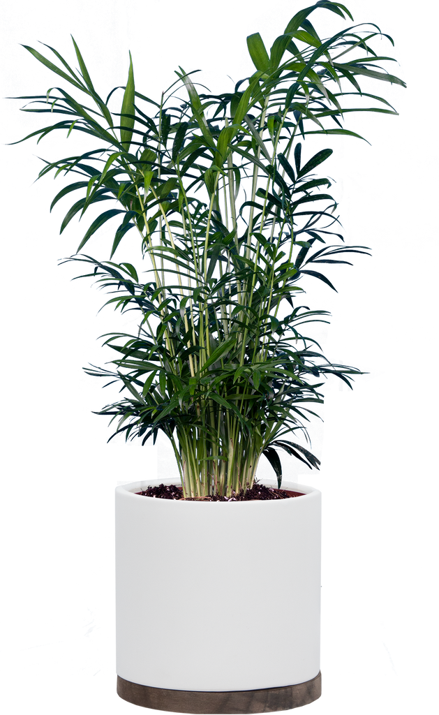 desk palm plant Neanthebella | Parlour Palm | 6