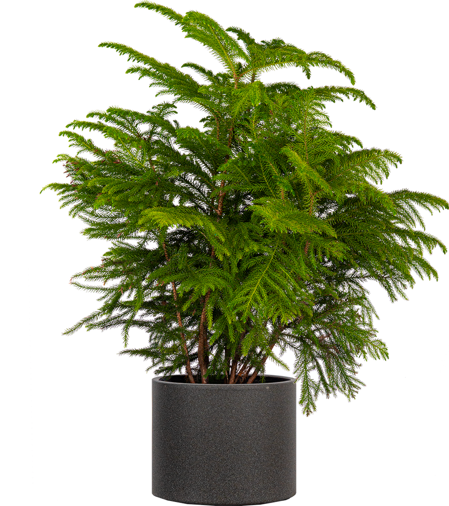 is norfolk island pine an indoor plant Norfolk Island Pine | 10