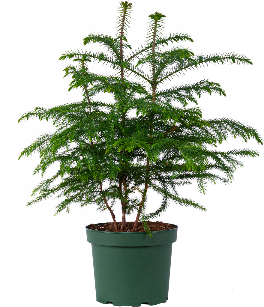 house plant pine Norfolk Island Pine | 10" Pot | Easy Care Houseplant