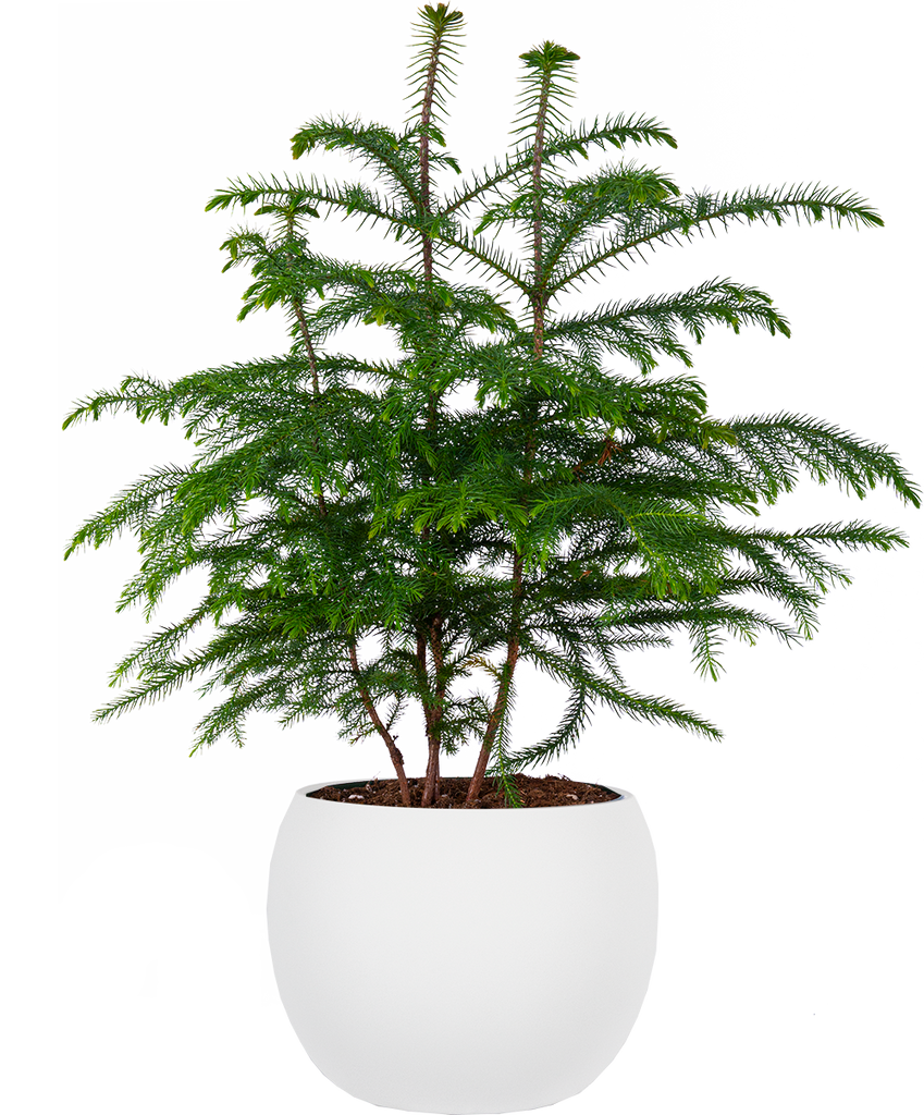 Norfolk Island Pine | 10