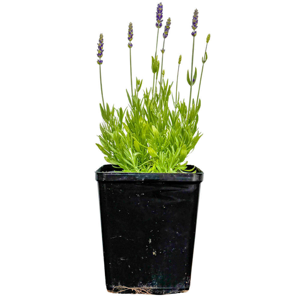Lavandula Avignon Early Blue | 6