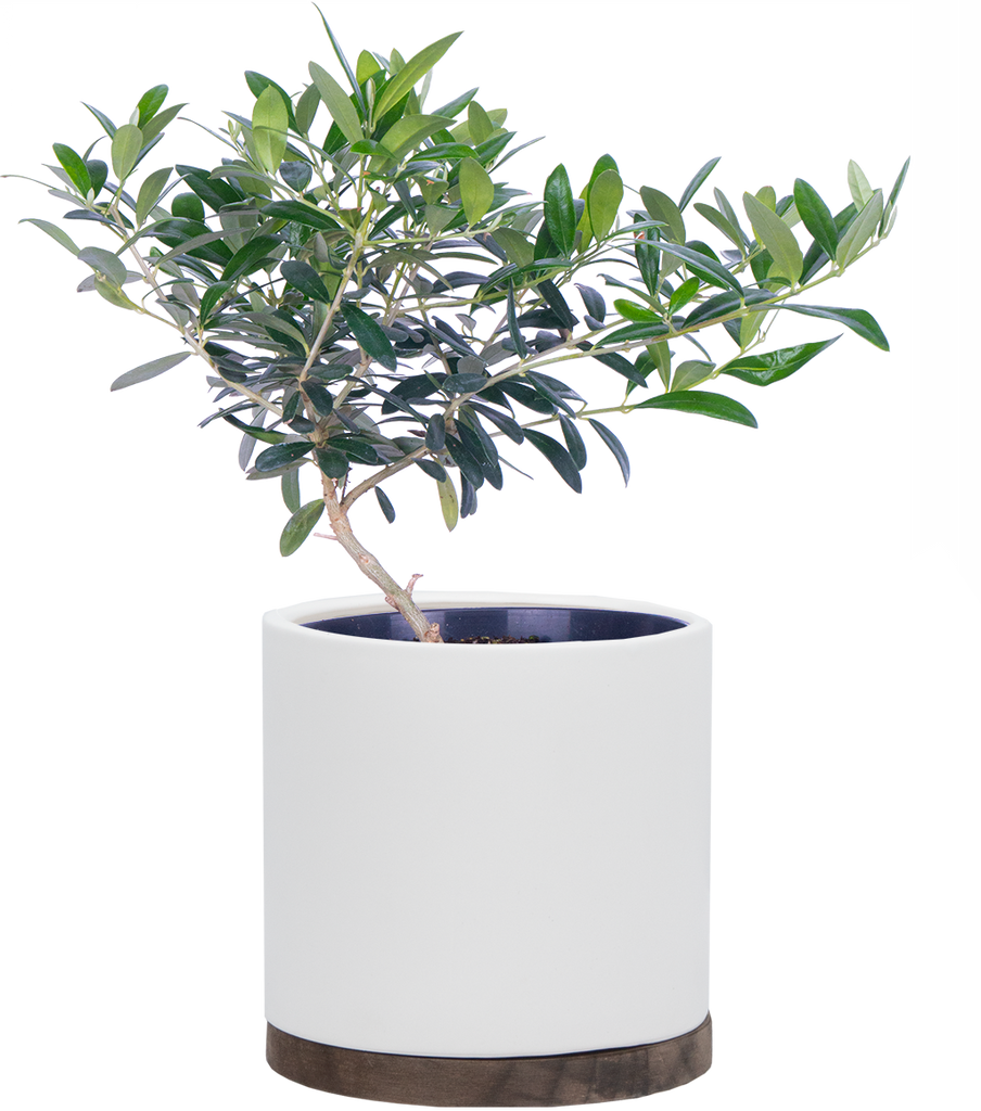 olive pot planter Olea | Olive Tree | 6" Pot | Pet Friendly And Easy Care Houseplant