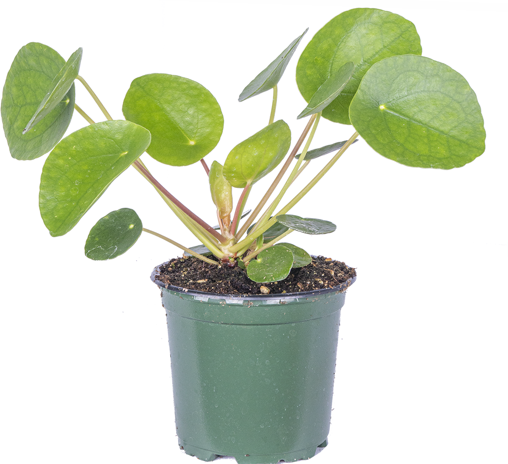 pancake succulent plant Pilea Peperomioides | Pancake Plant | 4" Pot