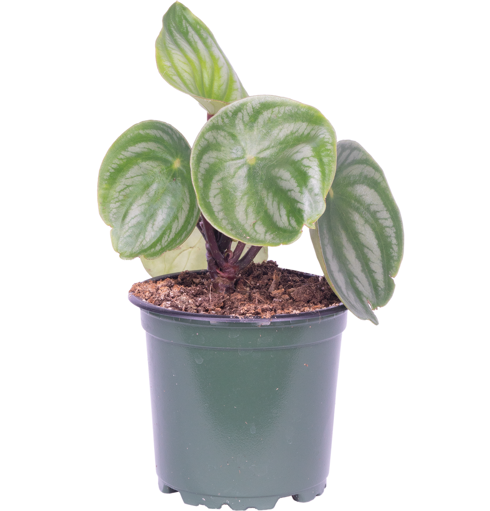 watermelon potted plant Peperomia Argyreia | Watermelon Plant | 4
