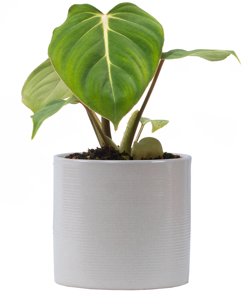 philodendron gloriosum potting mix Philodendron Gloriosum | 4