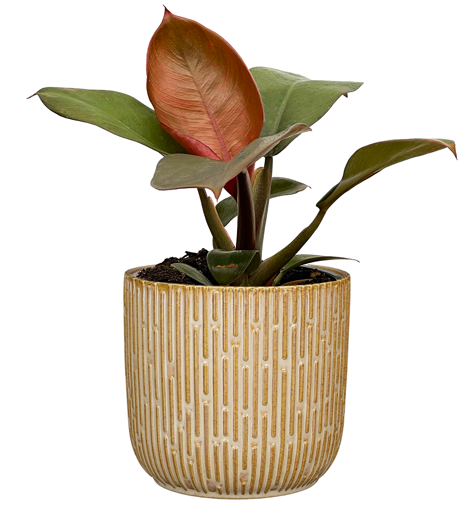 philodendron insulare Philodendron Imperial Red | 4" Pot | Easy Care Houseplant