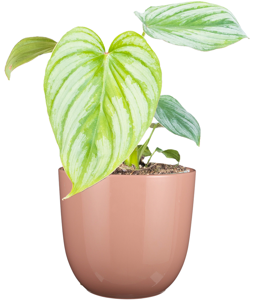 philodendron minarum cloud Philodendron Mamei