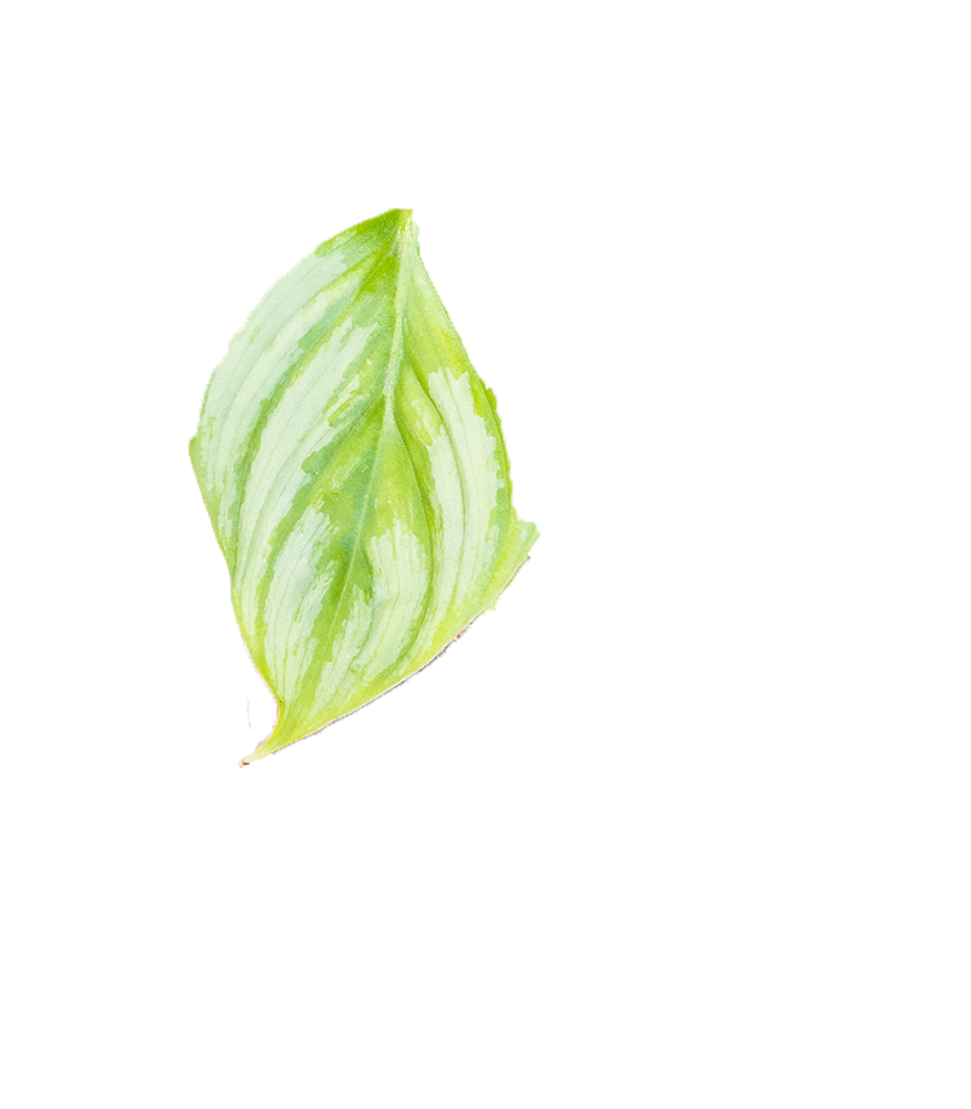 Philodendron Silver Cloud | 4