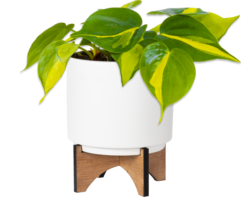 philodendron stand Philodendron Brazil | 4" Pot