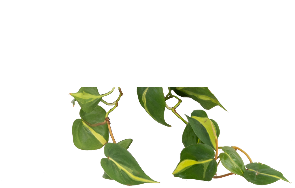 Philodendron Brazil | 6" Pot | Easy Care Houseplant | Plantsome
