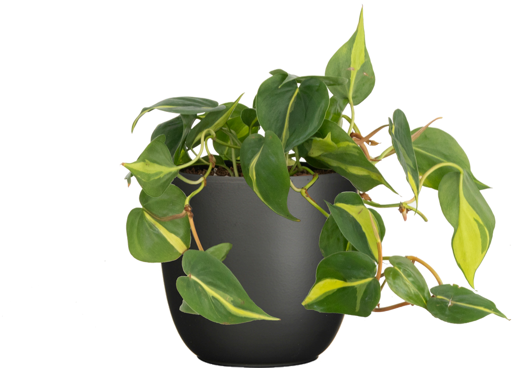 philodendron brasil houseplant expert Philodendron Brazil | 6" Pot | Easy Care Houseplant