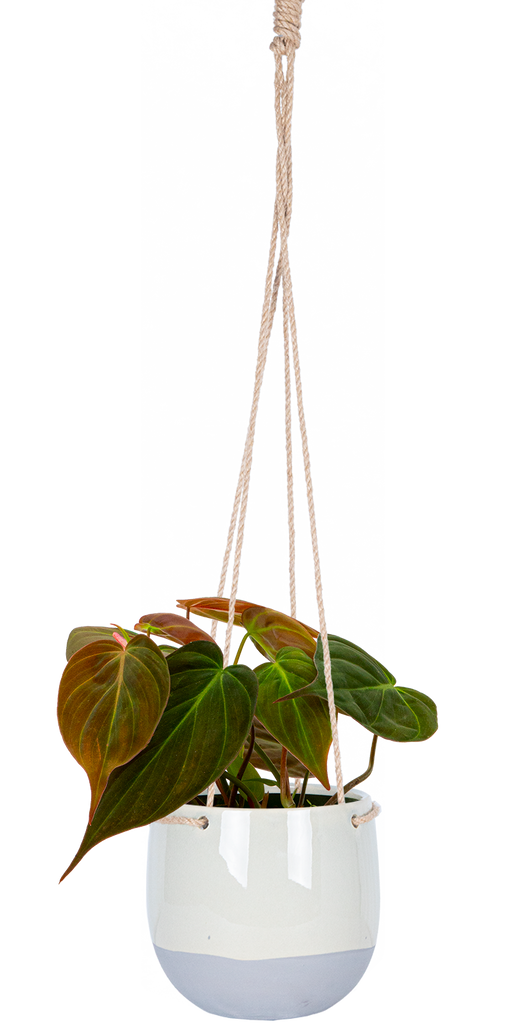 Philodendron Micans | 4