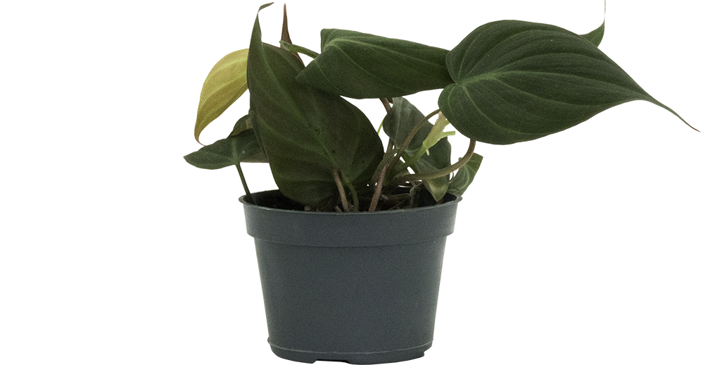 Philodendron Micans | 4
