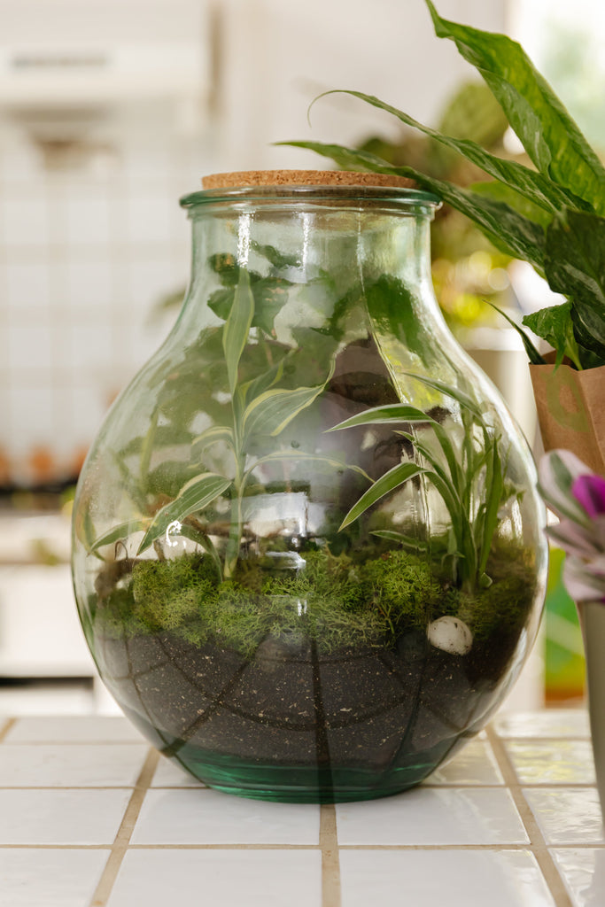Boris the Terrarium | L | 8