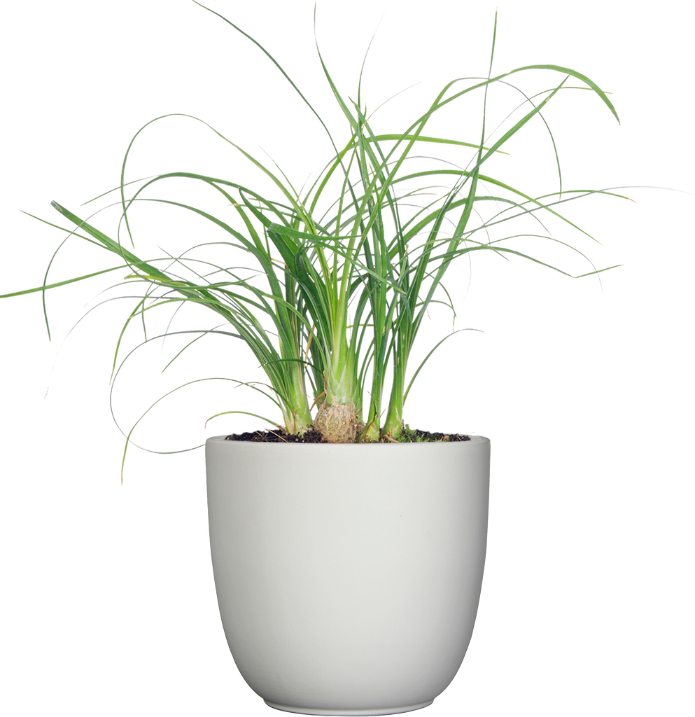 Ponytail Palm | Beaucarnea | 4