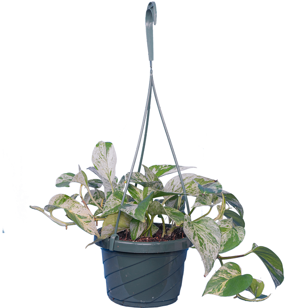 Epipremnum | Pothos Marble Queen | 6