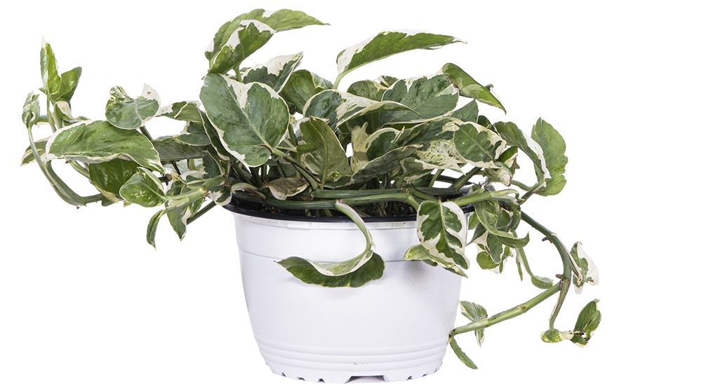 pearl pothos Pothos Jade Pearl | 6