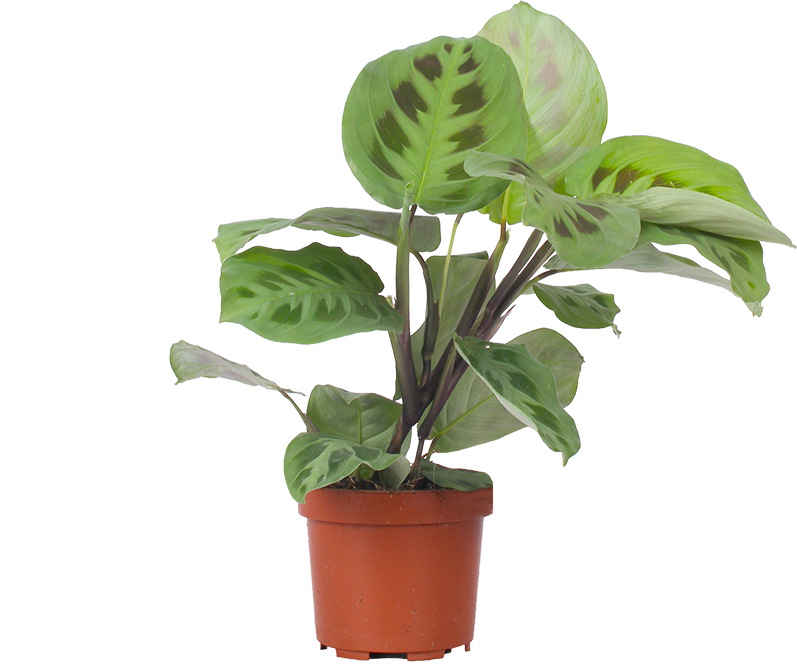 prayer plant closing at night Maranta Kerchoveana | Green Prayer Plant | 4" Pot | Pet Friendly And Easy Care Houseplant