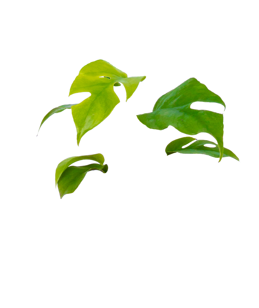 ginny philodendron - rhaphidophora tetrasperma Rhaphidophora Tetrasperma | Minima Monstera Ginny | 4" Pot | Easy Care  Houseplant