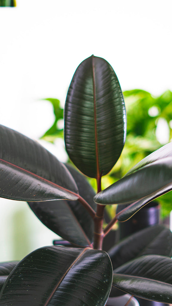 rubber tree burgundy price Ficus Elastica Burgundy